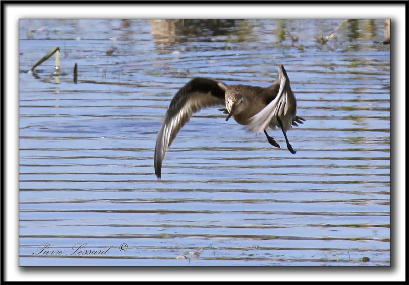 BARGE HUDSONIENNE   /   HUDSONIAN GODWIT_MG_8326 a