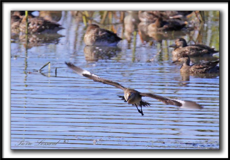 BARGE HUDSONIENNE   /   HUDSONIAN GODWIT_MG_8327 a