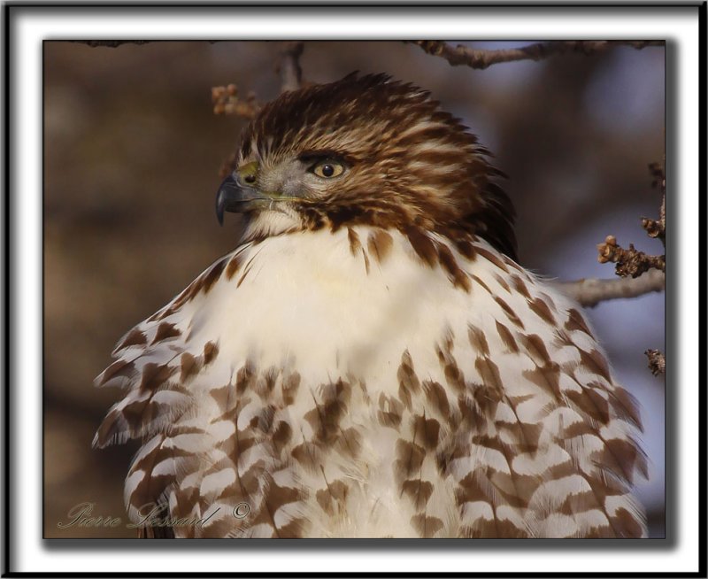 BUSE  QUEUE ROUSSE  /  RED-TAILED HAWK    _MG_3531 aa