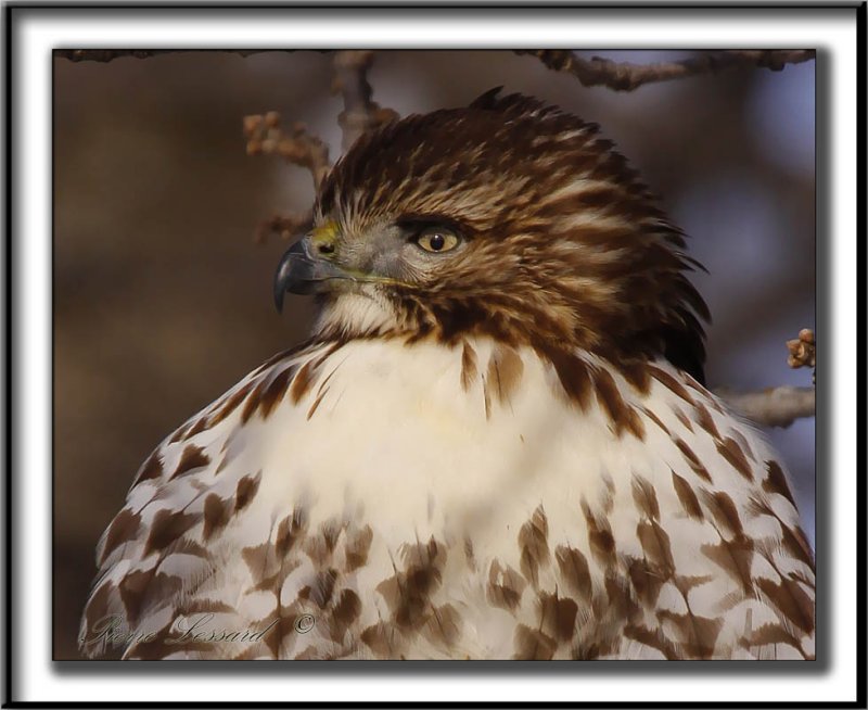 BUSE  QUEUE ROUSSE  /  RED-TAILED HAWK    _MG_3541 a