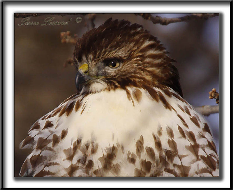 BUSE  QUEUE ROUSSE  /  RED-TAILED HAWK    _MG_3544 a