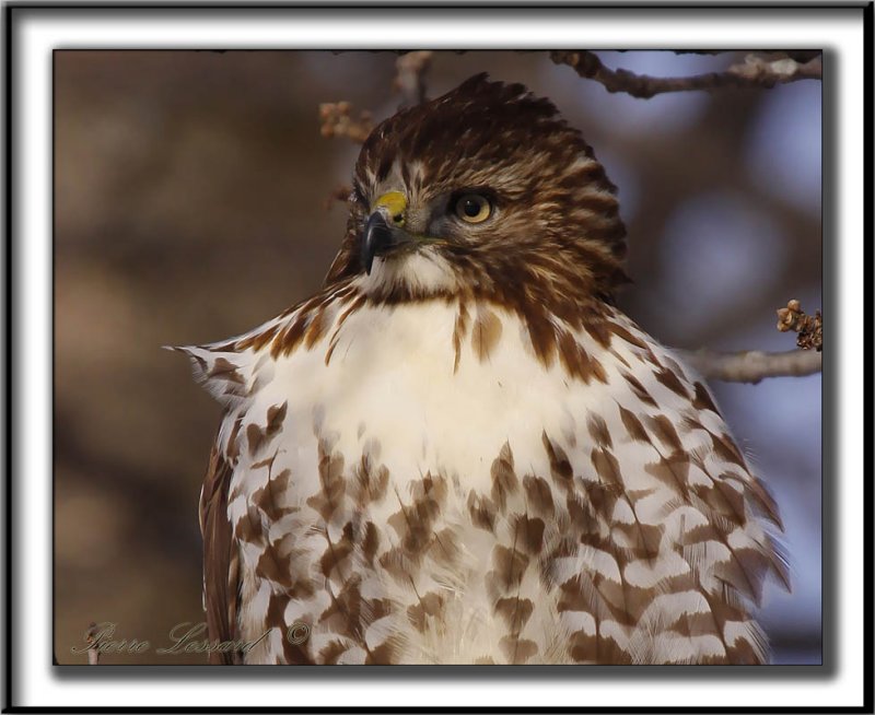 BUSE  QUEUE ROUSSE  /  RED-TAILED HAWK    _MG_3552 aa