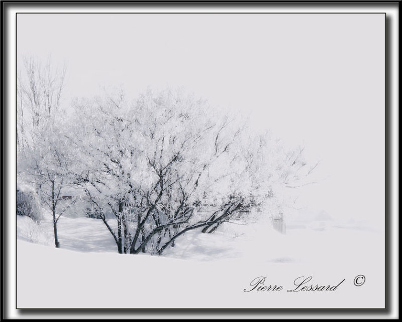 _MG_4720b .jpg  -  LES BEAUTS DE LHIVER  /  THE  WINTER TIME BEAUTIES