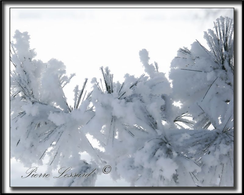 _MG_478b .jpg -  NEIGE CRISTALLISE SUR DES AIGUILLES DE PIN / SNOW CRYSTALS ON PINE NEEDLES