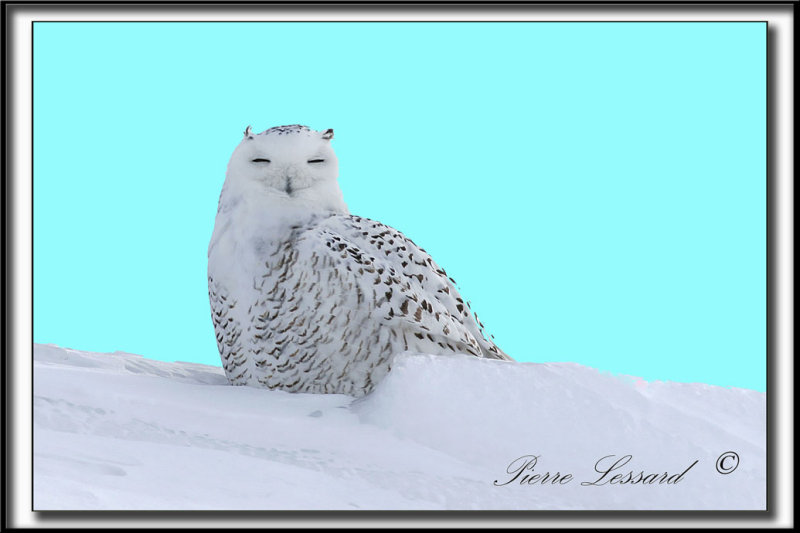 _MG_4088b .jpg  -  LE HIBOU RIEUR DAMRIQUE  /  THE SMILY OWL OF AMERICA...