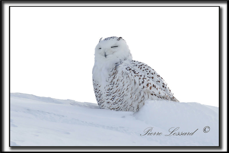 HARFANG DES NEIGES  -  SNOWY OWL   _MG_4083a.jpg -  LE HIBOU RIEUR DAMRIQUE  /  THE SMILY OWL OF AMERICA...