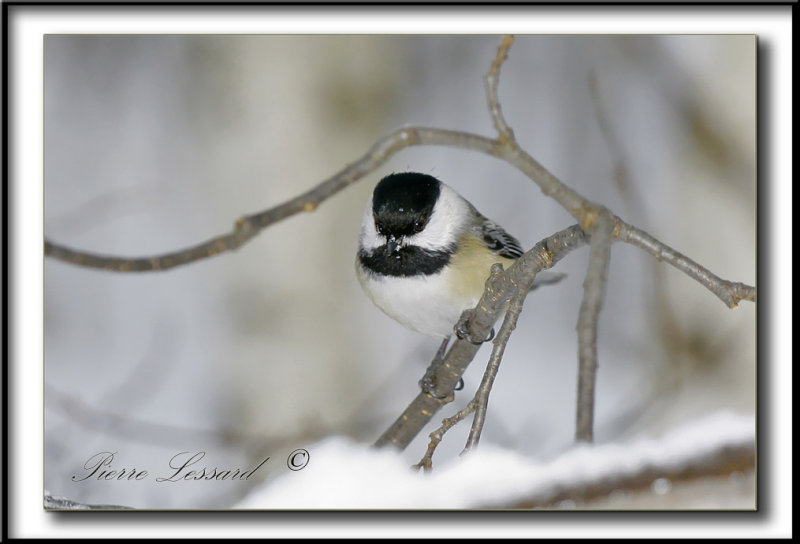 _MG_4368a .jpg -  MSANGE  TTE NOIRE  /  BLACK- CAPPED CHICKADEE