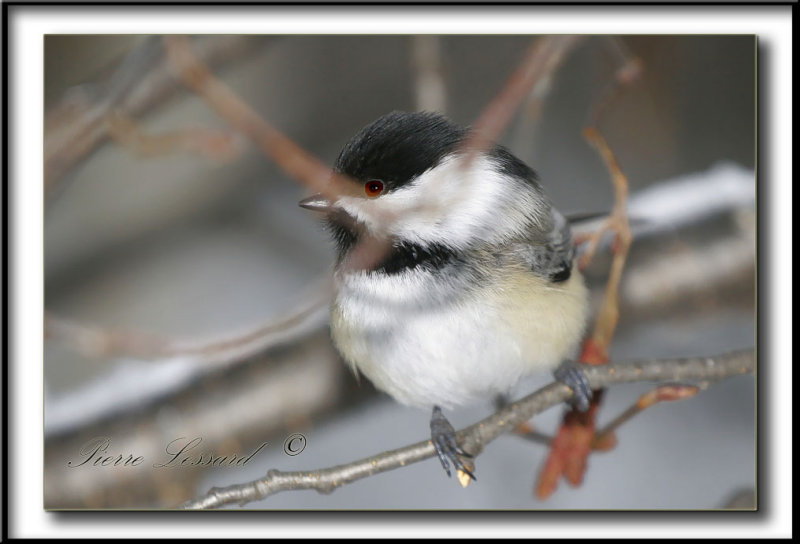 _MG_4322a .jpg -  MSANGE  TTE NOIRE  /  BLACK- CAPPED CHICKADEE
