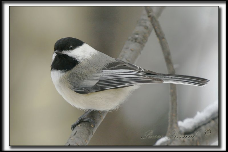_MG_4477c .jpg -  MSANGE  TTE NOIRE  /  BLACK- CAPPED CHICKADEE