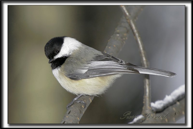 _MG_4473c .jpg -  MSANGE  TTE NOIRE  /  BLACK- CAPPED CHICKADEE