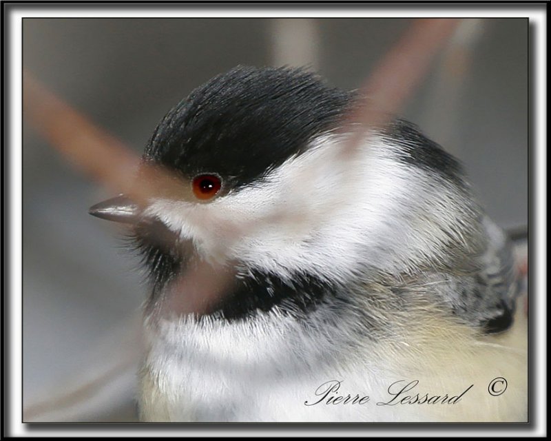 _MG_4322b .jpg  -  MSANGE  TTE NOIRE  /  BLACK- CAPPED CHICKADEE