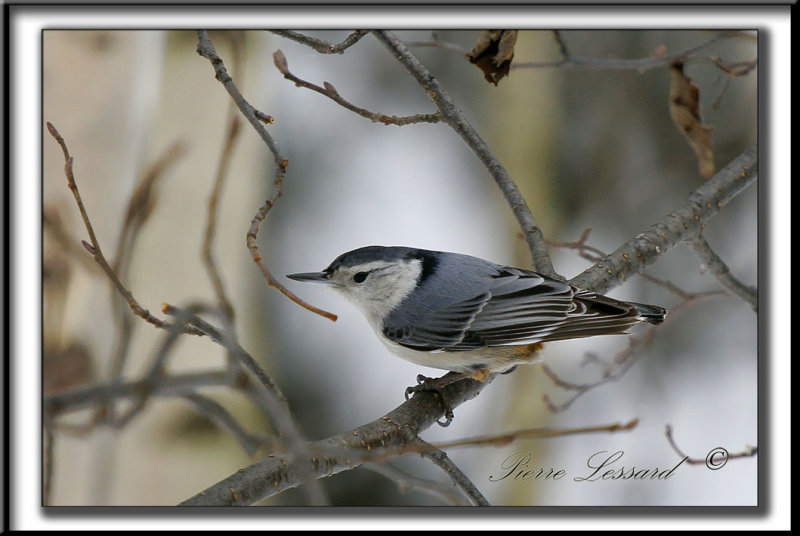 _MG_4450b .jpg -  SITTELLE  POITRINE BLANCHE  /  WHITE-BREASTED NUTHATCH