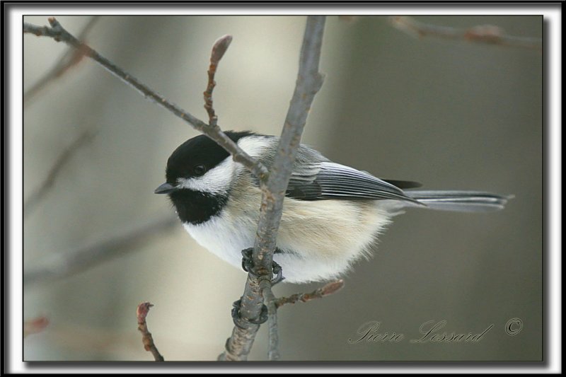 _MG_4355a .jpg -  MSANGE  TTE NOIRE  /  BLACK- CAPPED CHICKADEE