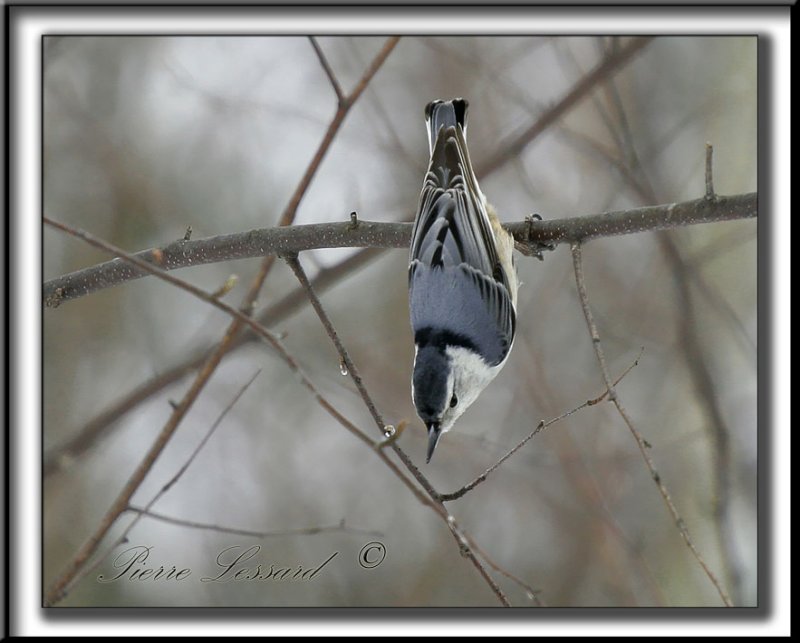 _MG_4444b.jpg -   POSITION INCONFORTABLE / INCOMFORTABLE POSITION    -   SITTELLE  POITRINE BLANCHE  /  WHITE-BREASTED NUTHATCH