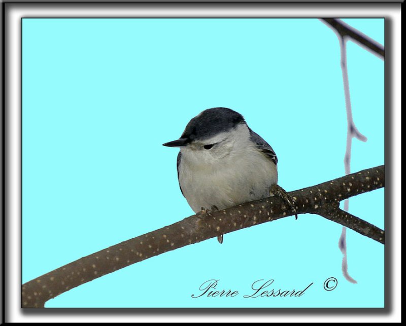 _MG_4426b .jpg   -   SITTELLE  POITRINE BLANCHE  /  WHITE-BREASTED NUTHATCH