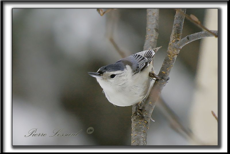 _MG_4455cc.jpg   -   SITTELLE  POITRINE BLANCHE  /  WHITE BREASTED NUTHATCH