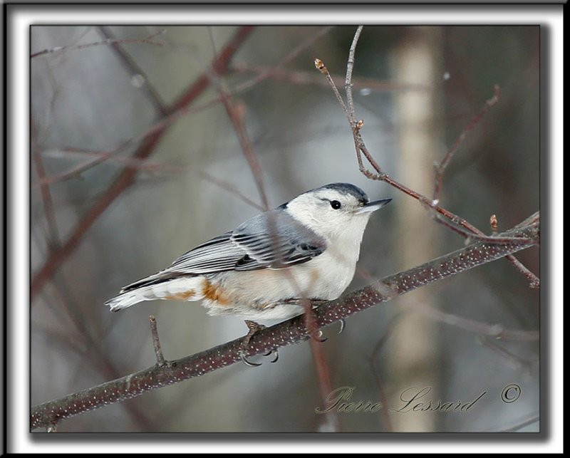 _MG_4436b.jpg   -   SITTELLE  POITRINE BLANCHE  /  WHITE-BREASTED NUTHATCH