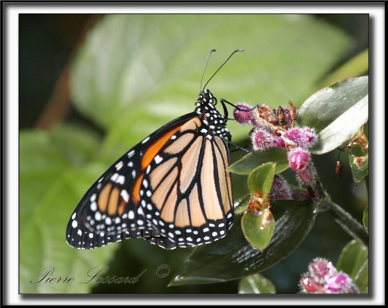 _MG_9960b    -   MONARQUE -  MONARCH   -  DANAUS PLEXIPPUS