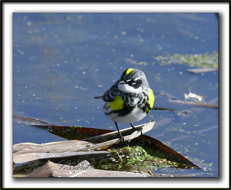 _MG_9681aaa -   PARULINE  CROUPION JAUNE / YELLOW-RUMPED WARBLER