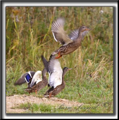 _MG_0819b  -  CANARDS NOIRS  /  BLACK DUCK