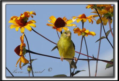 _MG_7167a  -   CHARDONNERET JAUNE femelle  / AMERICAN GOLDFINCH female