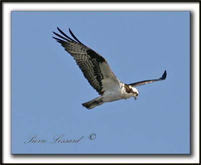 _MG_0215a  -- BALBUZARD  /  OSPREY