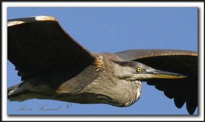 GRAND HRON BLEU  -   GREAT BLUE HERON     _MG_0219cc