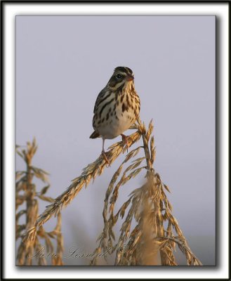 _MG_0508b   -  BRUANT DES PRS / SAVANNAH SPARROW