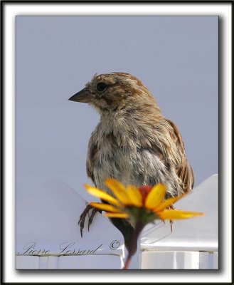  MOINEAU DOMESTIQUE  /  HOUSE SPARROW IMMATURE    _MG_7288b   MOINEAU DOMESTIQUE  /  HOUSE SPARROW IMMATURE