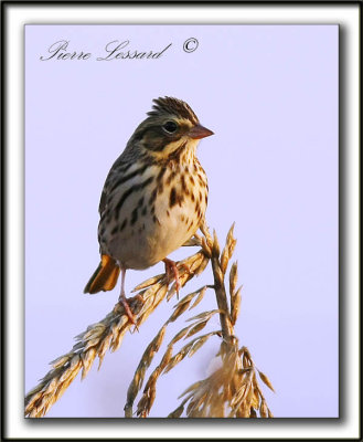 _MG_0518b    -  BRUANT DES PRS / SAVANNAH SPARROW