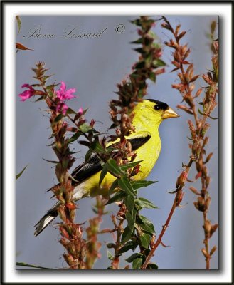 _MG_7268a    -  CHARDONNERET JAUNE, mle / AMERICAN GOLDFINCH, male