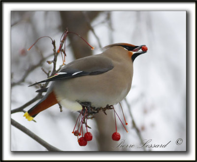 JASEUR BORAL  /  BOHEMIAN WAXWING     _MG_1198a