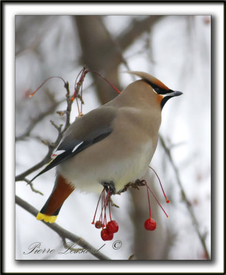 JASEUR BORAL  /  BOHEMIAN WAXWING     _MG_1211a