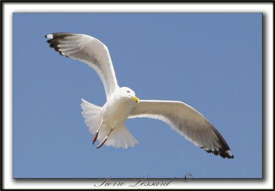 GOLAND ARGENT  /  HERRING GULL    _MG_6844a