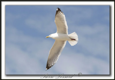 GOLAND ARGENT  /  HERRING GULL    _MG_6852a