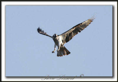 BALBUZARD  PCHEUR  /  OSPREY    _MG_8302b