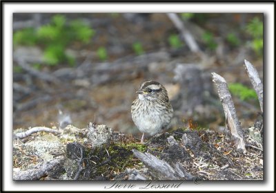 BRUANT  GORGE BL ANCHE , jeune  /  WHITE-THROATED SPARROW, immature    _MG_7327a