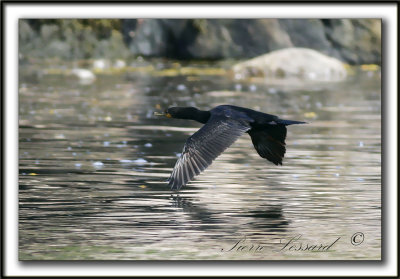 CORMORAN  AIGRETTES   /   DOUBLE-CRESTED CORMORANT    _MG_8234c