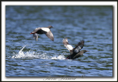 GUILLEMOT  MIROIR   Sept-Iles /  BLACK GUILLEMOT     _MG_8196a