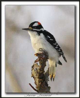 _MG_0305b    -  PIC CHEVELU mle  /  HAIRY WOODPECKER male