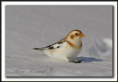 BRUANT DES NEIGES  /  SNOW BUNTING      _MG_0463a
