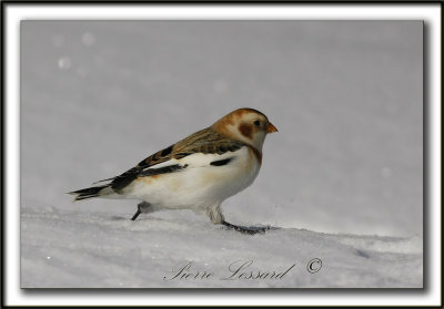 BRUANT DES NEIGES  /  SNOW BUNTING    _MG_0468a