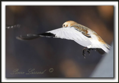 BRUANT DES NEIGES  /  SNOW BUNTING    _MG_0476a