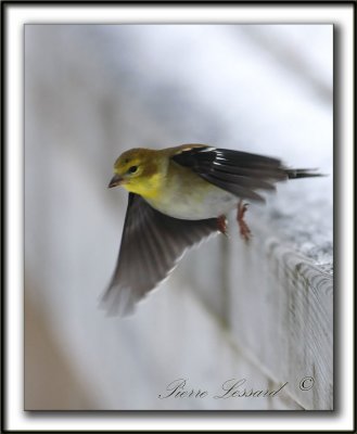 _MG_0722c   - CHARDONNERET JAUNE en hiver  / AMERICAN GOLDFINCH in winter time