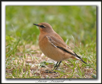 TRAQUET MOTTEUX  /  NORTHERN WHEATEAR