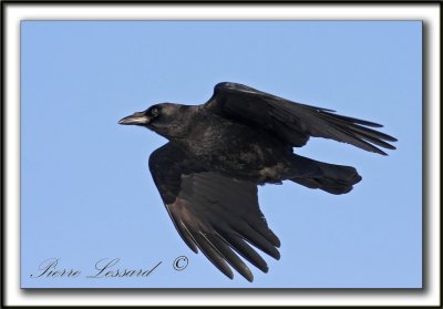 CORNEILLE D'AMRIQUE  /  AMERICAN CROW    _MG_1844a