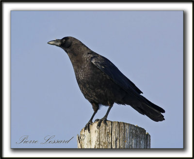 CORNEILLE D'AMRIQUE  /  AMERICAN CROW    _MG_1854a