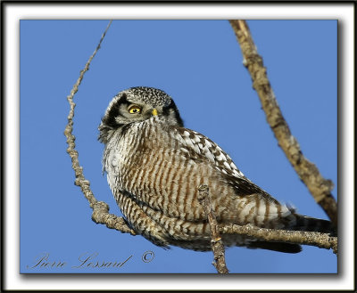 CHOUETTE PERVIRE /  NORTHERN HAWK OWL    _MG_1912b