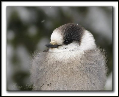 MSANGMSANGEAI DU CANADA  tout bouriff par un froid de canard  -   CANADA JAY  all a flutter in a chilly day        _MG_1955a