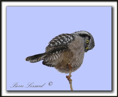 CHOUETTE PERVIRE /  NORTHERN HAWK OWL    _MG_2054a